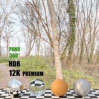 HDR panorama forest